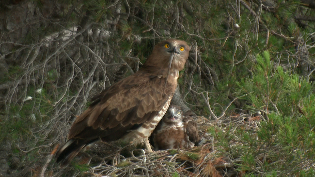 foto-clip-marcenca-serp-boca-niu